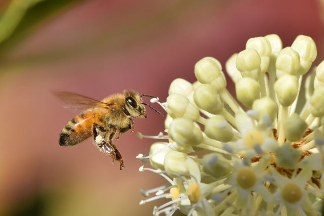 蜂と花